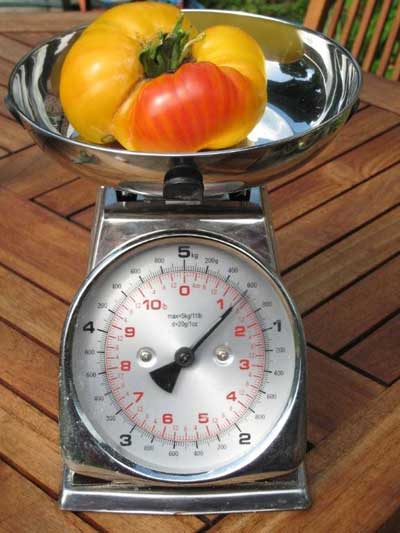 Massive tomato