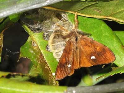 Mating vapourer moths