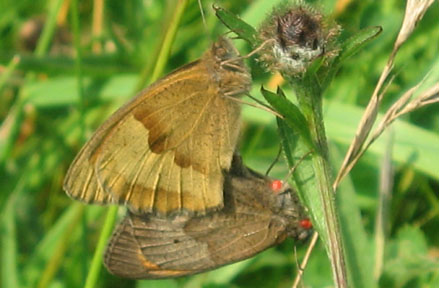 Mating meadow browns