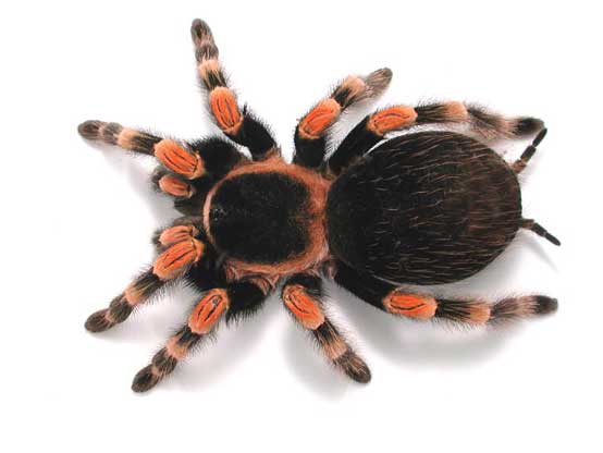 Mexican red-kneed tarantula