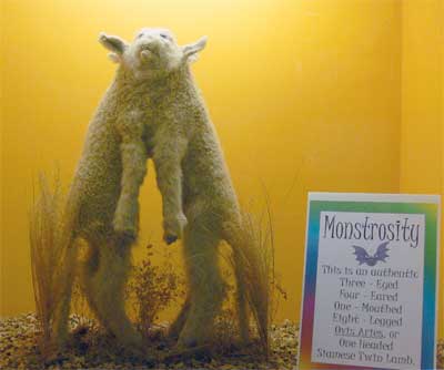 Monstrosity: the one-headed lamb