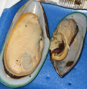 Nibbled mussels