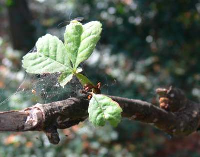 Leaves regrowing after attack by Horse Chestnut Leaf Miner Cameraria ohridella