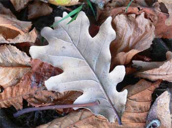 Oak leaf, Appley Park (c) The Cat