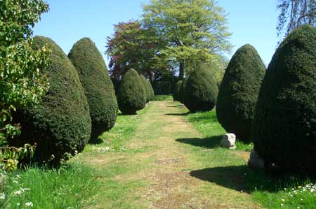 Yew trees, Newport Cemetery