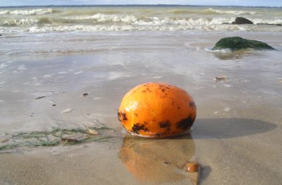 An orange contaminated with fuel oil, Fort Victoria Country Park