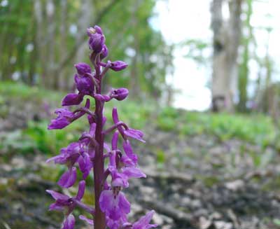 Early-purple Orchid, Cowes