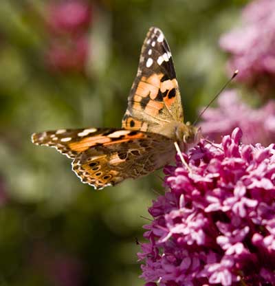 Painted Lady butterfly, Ryde, Isle of Wight (© Fay Woodford)