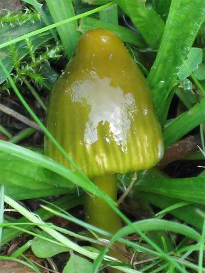 Parrot waxcap (Hygrocybe psittacina)