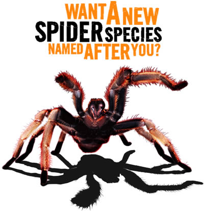 Name a spider