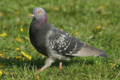 A pigeon (c) grendelkhan