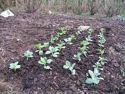 Planted hardy broad beans