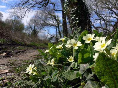 Primroses at Centurion's Copse