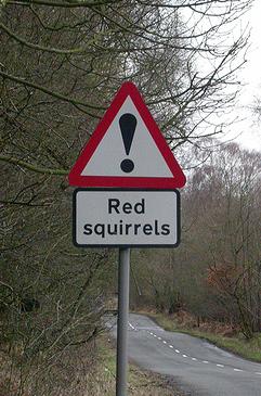 Red squirrel roadsign