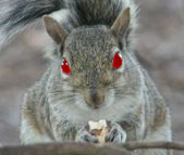 A crazed squirrel (c) scary squirrel world