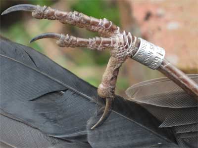 Blackbird with ringed leg