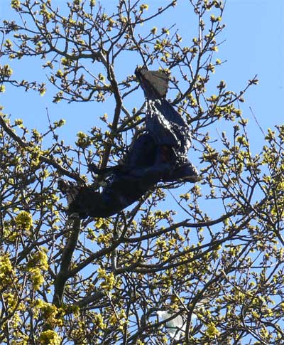 Black bag in a tree