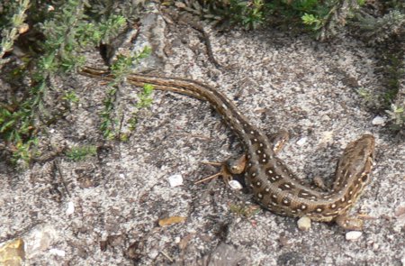 Sand lizard, East Ramsdown, Dorset