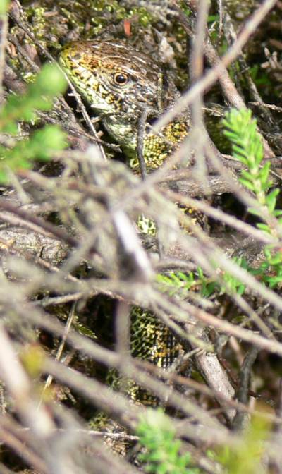 Sand lizard, East Ramsdown, Dorset