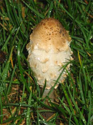 Shaggy ink cap Coprinus comatus