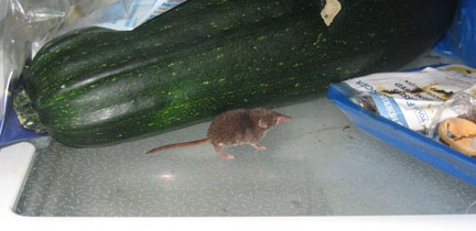 Shrew in fridge