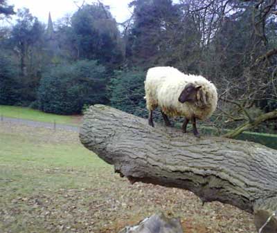 Smoky the Tree-Climbing Sheep