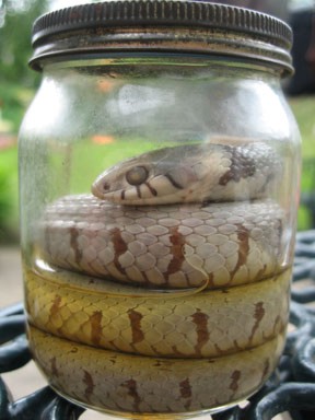 Grass snake in a jar