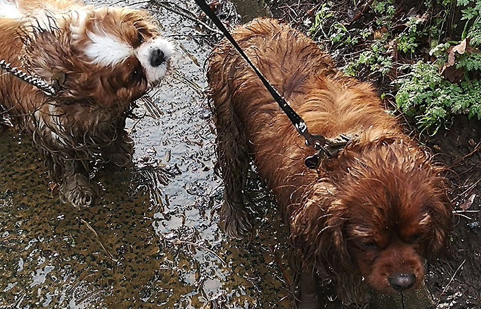 Muddy spaniels