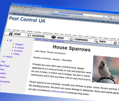 House sparrow on the pest control UK website