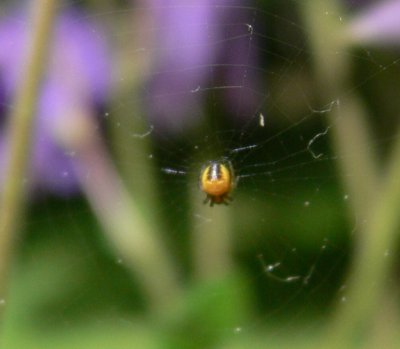 Spiderling on web (c) Cat James