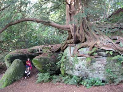 Spooky trees: Wakehurst Place