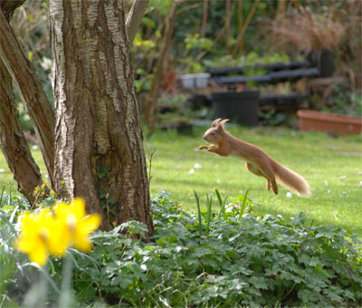 Red Squirrel (c) all rights reserved Nick Bradley