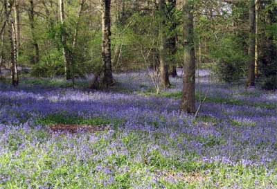 Bluebells at Staffhurst Woods