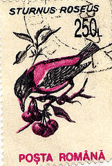 A stamp with a picture of a Rose-coloured starling, credit kristykay22