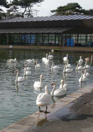 Swans at Appley Park, Ryde