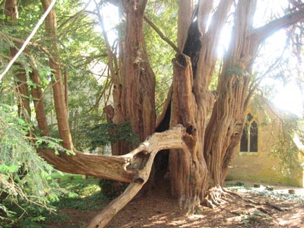 Tandridge yew