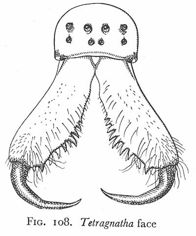 Tetragnatha face © WS Bristowe