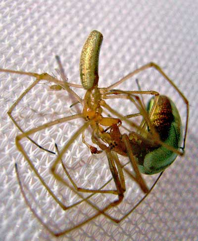 Tetragnatha extensa © Ian Boyd