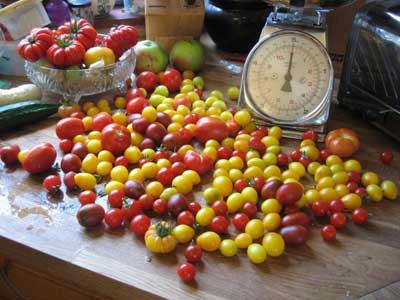 An abundance of tomatoes