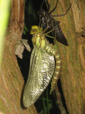 Unfurled wings