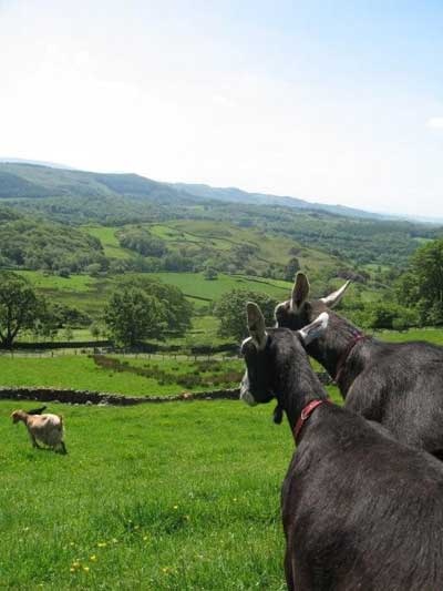 Valley of goats, Wasdale