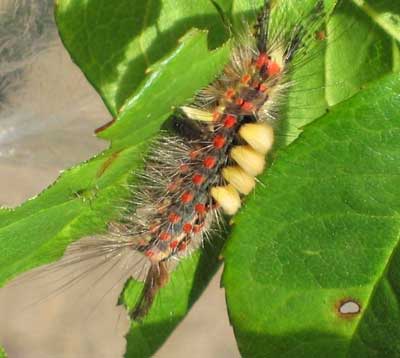 Orgyia antiqua larva