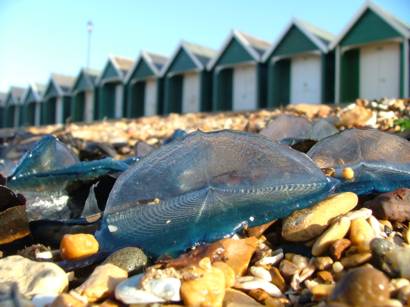 Velella velella, the by-the-wind sailor (c) Richard Temple