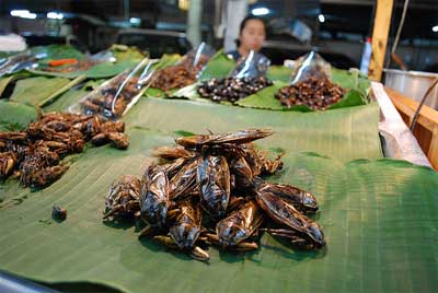 Fried Giant Water Bug Lethocerus indicus - Chiang Mai Night Bazaar © avlxyz