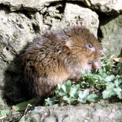 Water vole © Isle of Wight Council