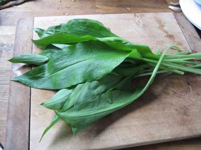 Wild garlic