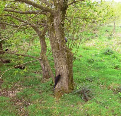 Willow tree at Pinkmead, Isle of Wight