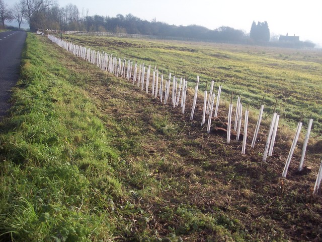 Hedge planting image from NEN gallery