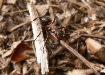 A wood ant carries a pine needle (c) Cat James