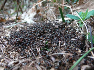 Wood ants basking in the sun (c) Cat James